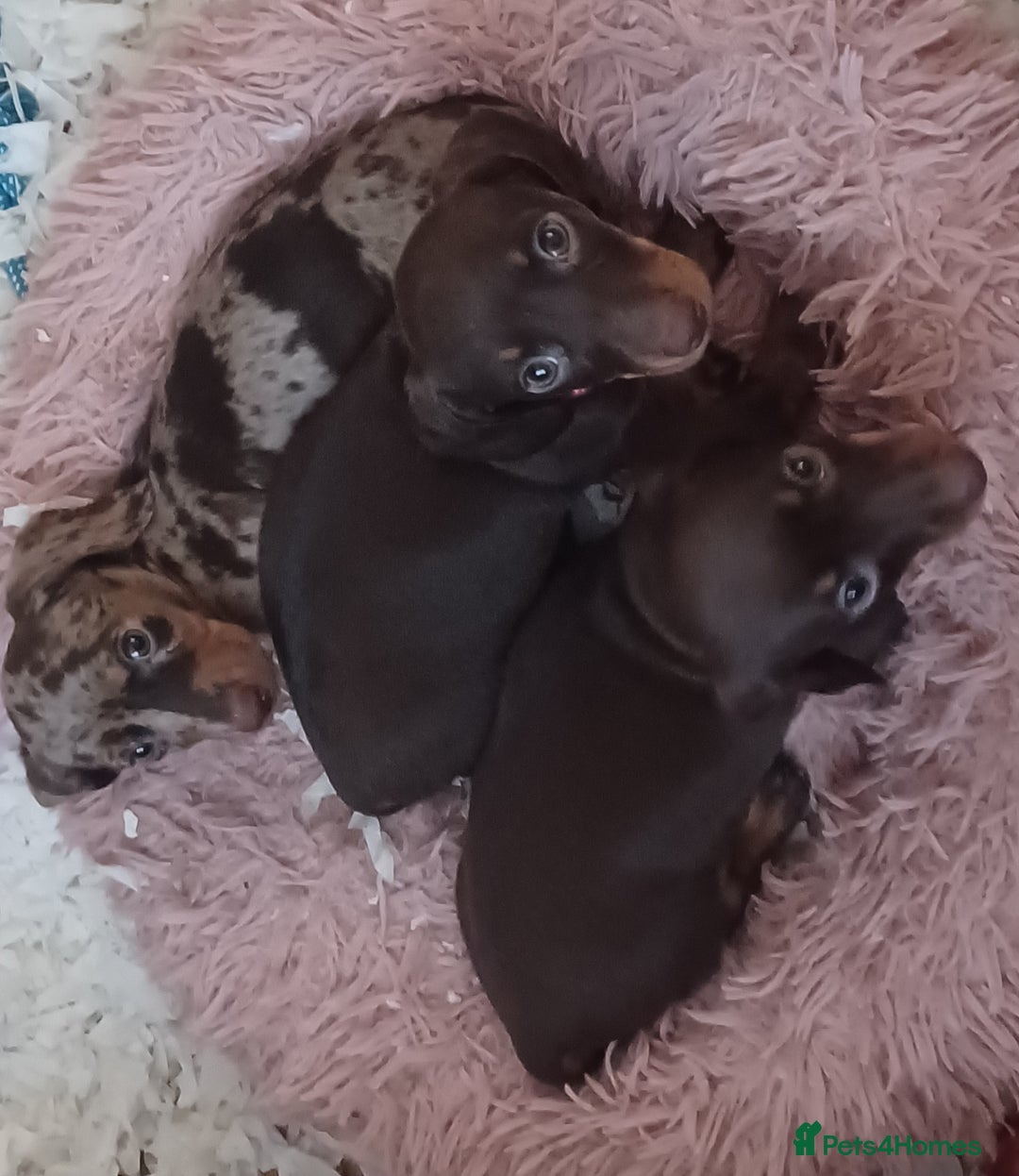Miniature Dachshund dogs for sale: Chocolate Tan boy left - Image 2