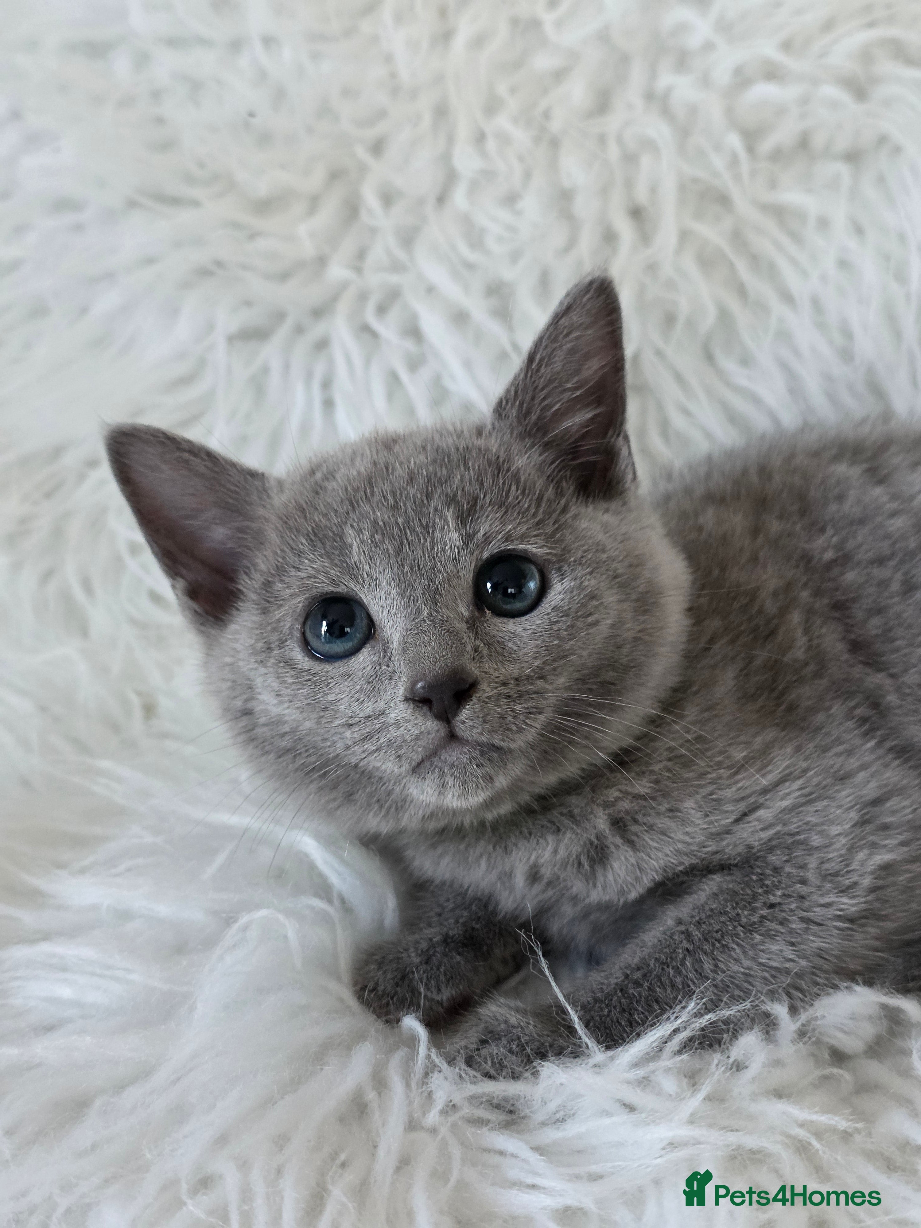 Russian Blue cats GCCF, CHAMPION SIRED RUSSIAN BLUE KITTENS - Advert 1