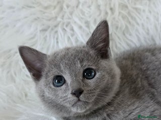 Russian Blue cats GCCF, CHAMPION SIRED RUSSIAN BLUE KITTENS - Advert 6
