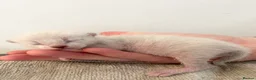 Bengal cats for sale: GORGEOUS BENGAL GIRL KITTENS  - Advert 13