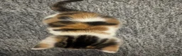 Mixed Breed cats for sale: 2 girl kittens for sale - Advert 4