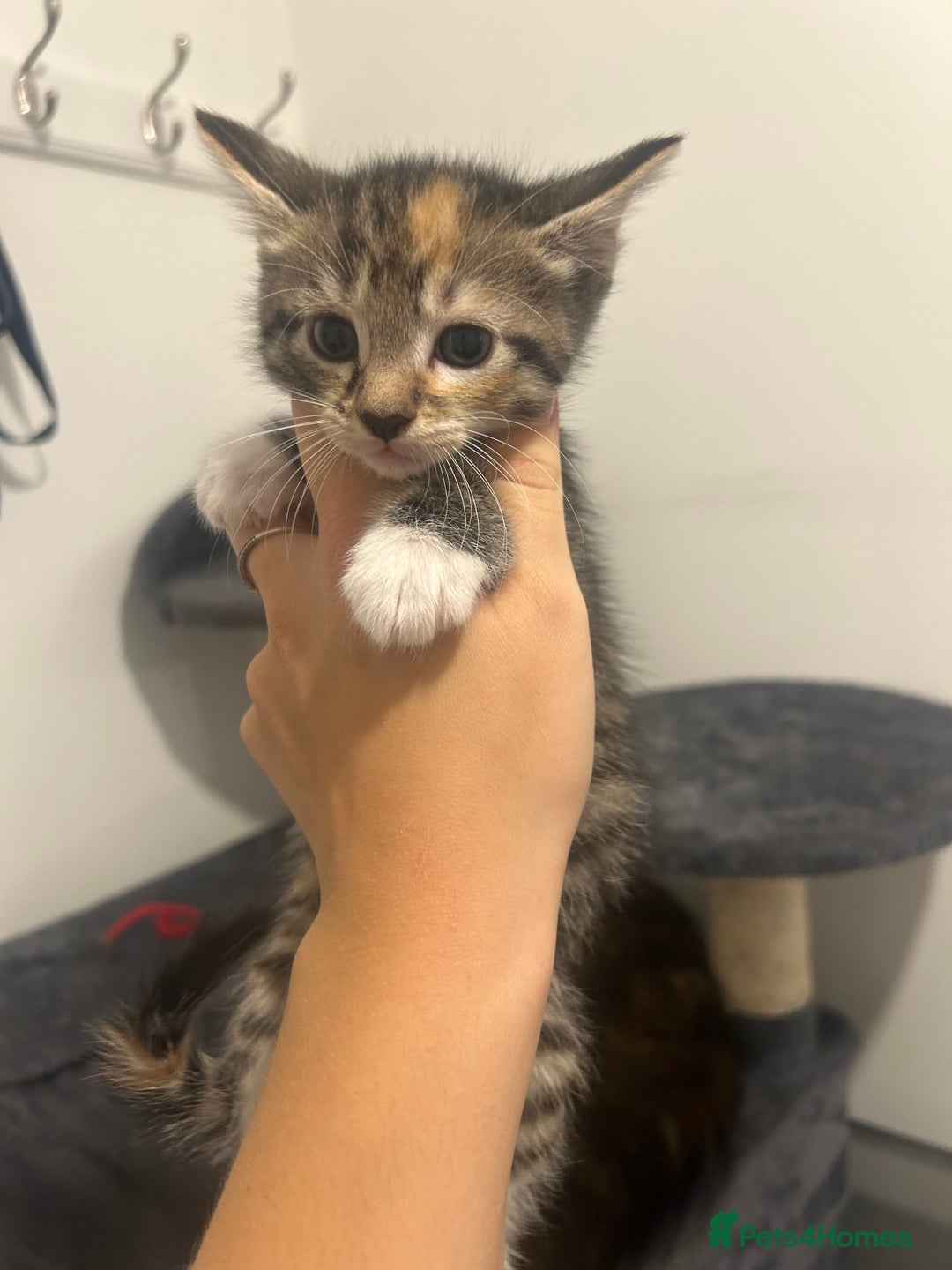 Bengal cats for sale: 7 bengal cross kittens  - Image 17