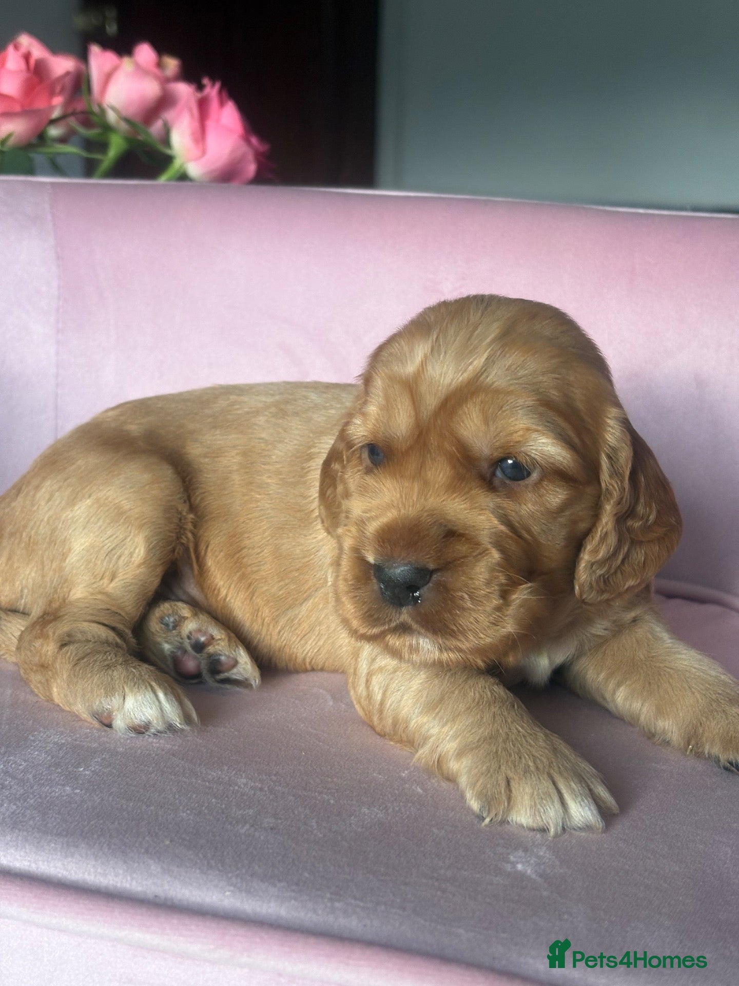 Mixed Breed dogs RARE MINIGOLDEN RETRIEVERS/DAKOTA SPORT RETRIEVERS - Advert 1