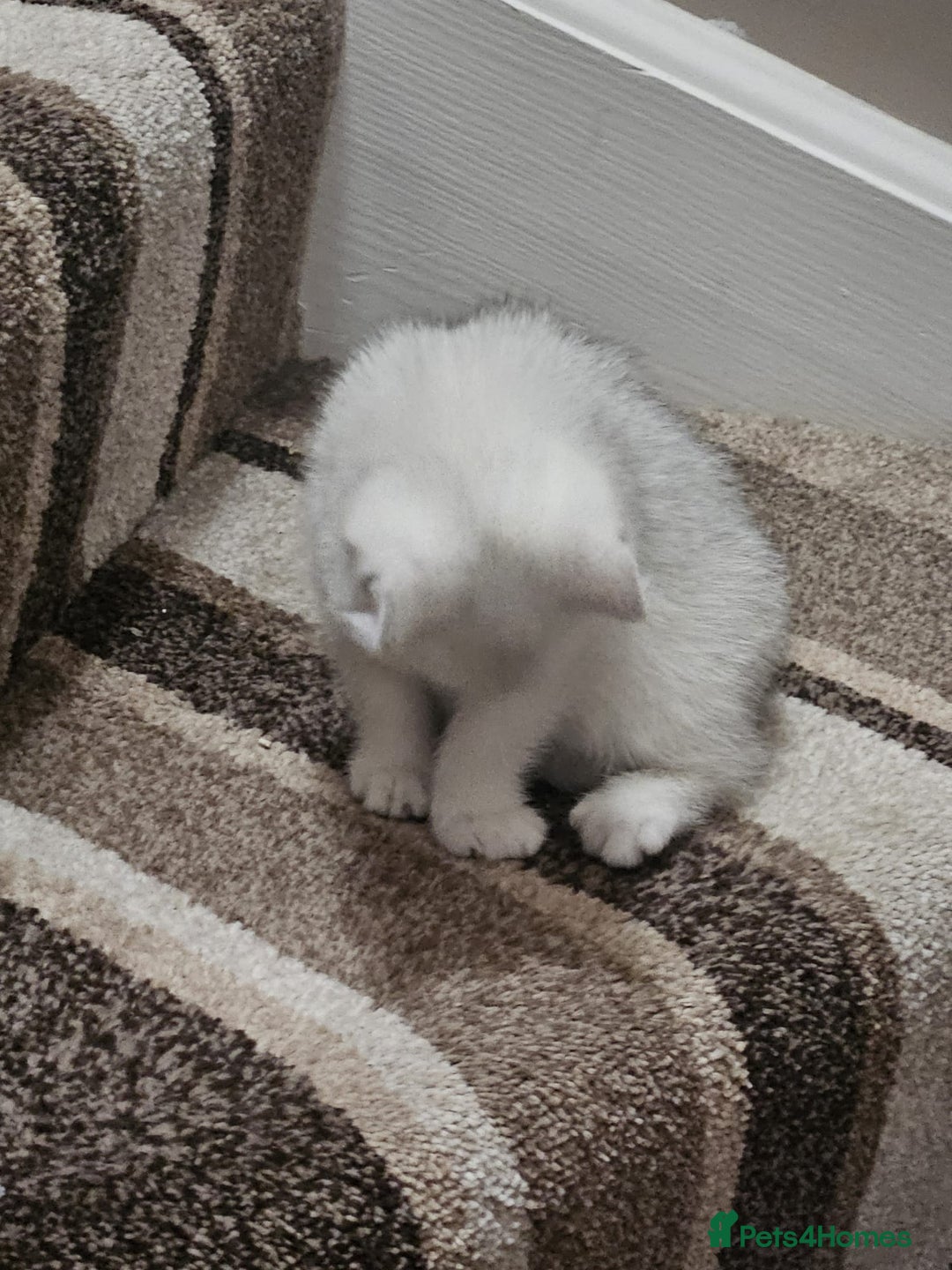 British Shorthair cats for sale: 4 British Short-hair kittens ready for new home💓 - Image 17