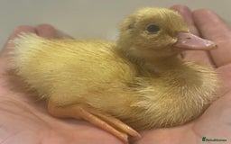 Ducks poultry for sale: Indian runner ducks /pompom runners  - Image 8