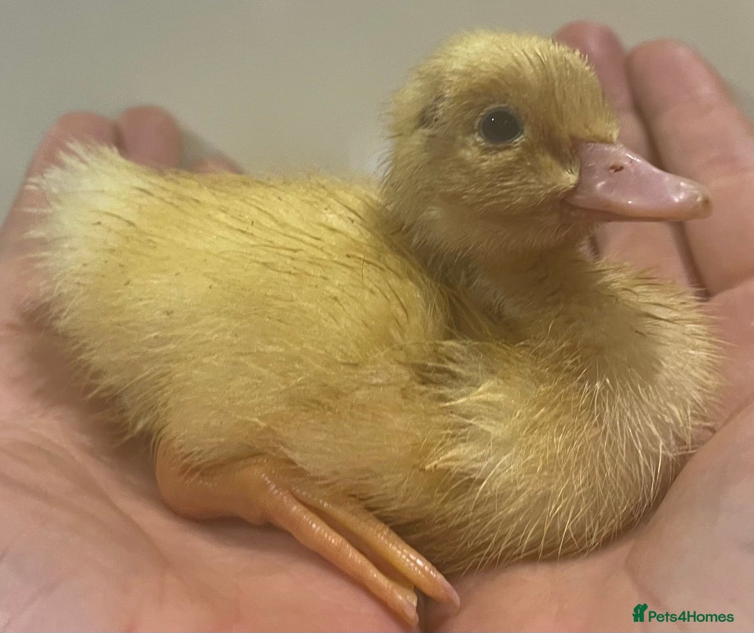 Ducks poultry for sale: Indian runner ducks /pompom runners  - Image 8