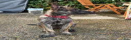 Belgian Shepherd Dog dogs for sale: Dutch Shepherd Puppies - Advert 30