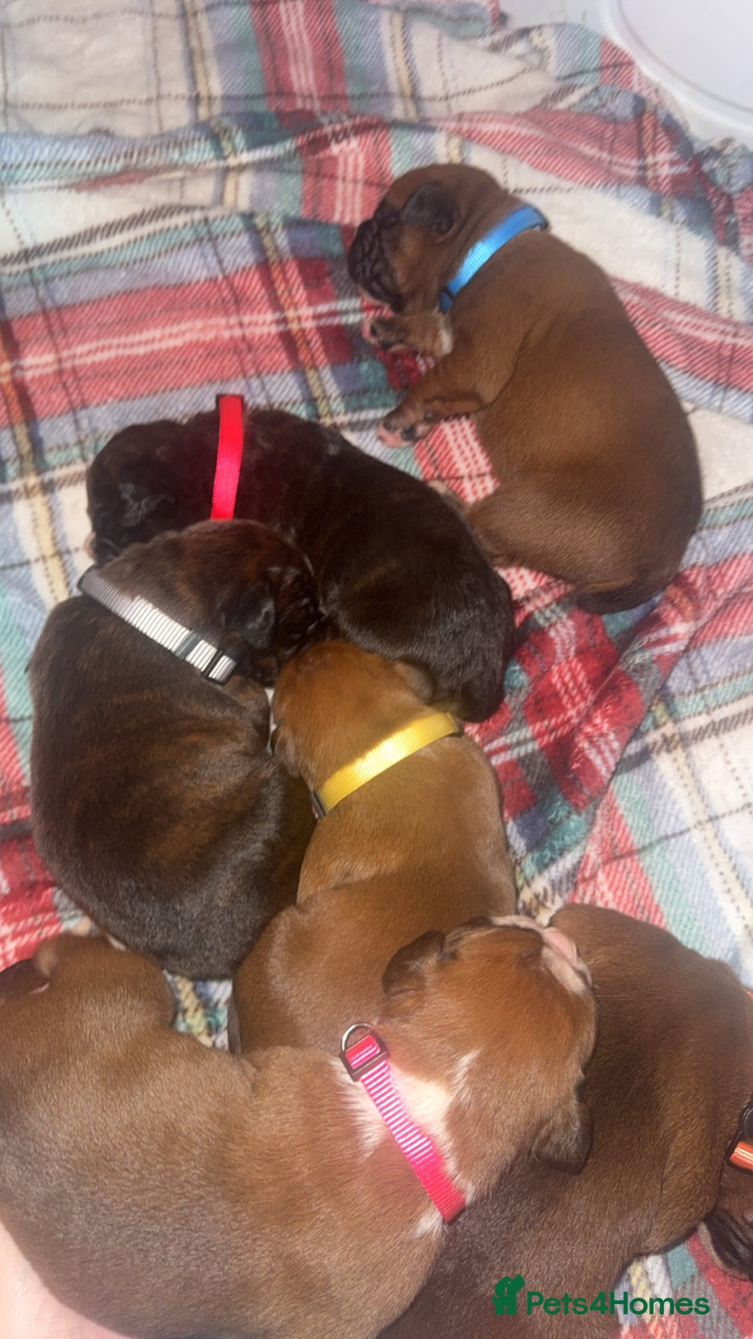 Boxer dogs for sale: Beautiful litter of 6 Pedigree Boxer Puppies  - Advert 9