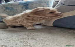 Mixed Breed dogs for sale: Maltipoo f2 very friendly - Image 13