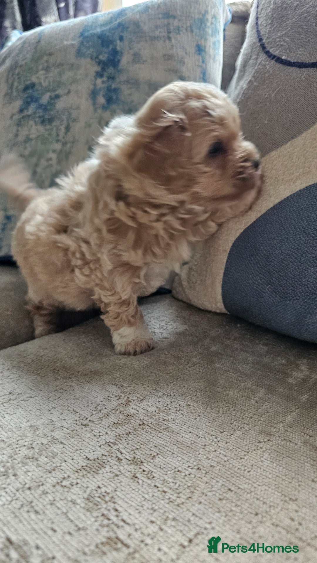 Mixed Breed dogs for sale: Maltipoo f2 very friendly - Image 13