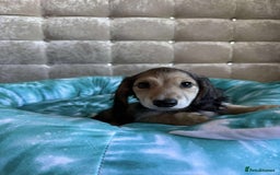 Dachshund dogs for sale: Miniature dachshund puppies  - Image 9