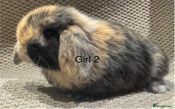 Mini Lop rabbits for sale: 🐰STUNNING MINI LOPS 🐰 ready to reserve!! - Image 12