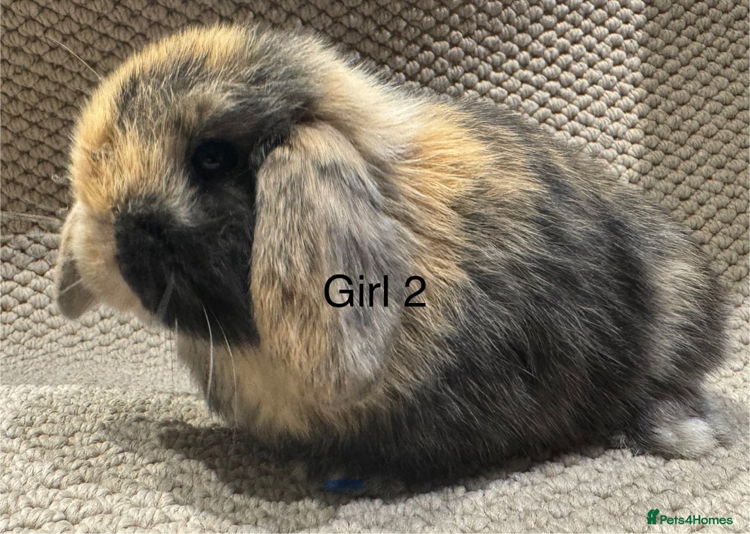 Mini Lop rabbits for sale: 🐰STUNNING MINI LOPS 🐰 ready to reserve!! - Image 12