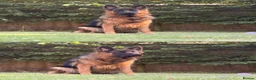 German Shepherd dogs for sale: Stunning GSD puppies for sale  - Advert 4
