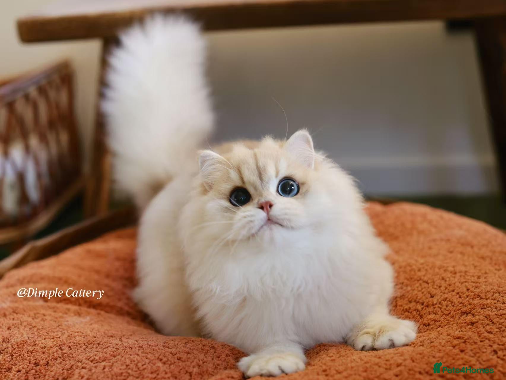 British Longhair cats for sale: stunning ay12 British Longhair – Sweet & Loving - Advert 7