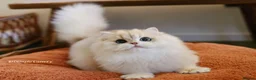 British Longhair cats for sale: stunning ay12 British Longhair – Sweet & Loving - Advert 1
