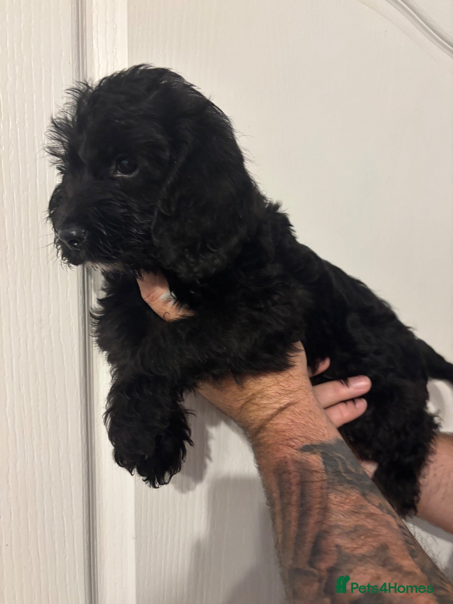 Mixed Breed dogs Beagle x Poodle Puppies Black girl  - Advert 3