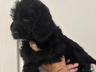 Mixed Breed dogs Beagle x Poodle Puppies Black girl - Advert 3