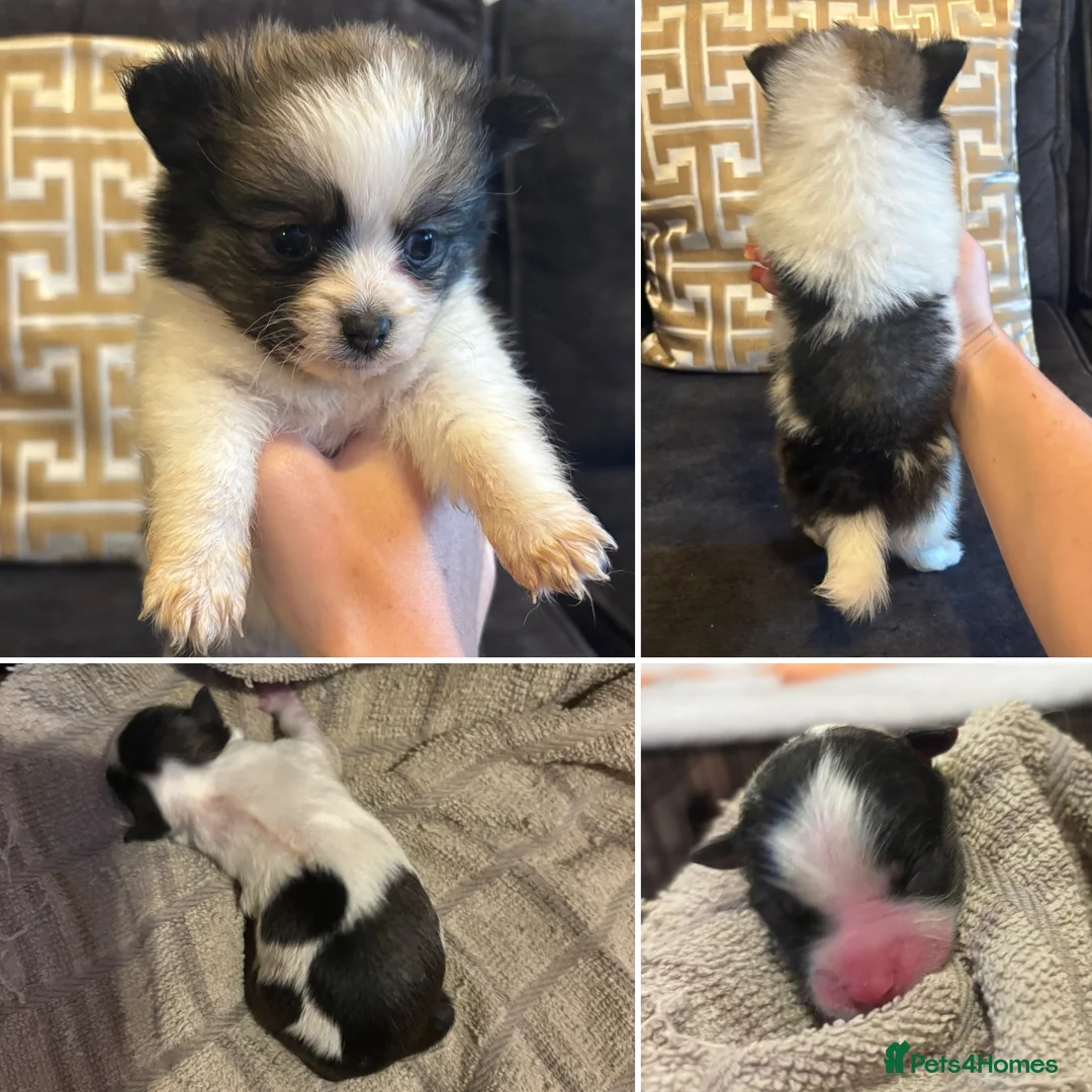 Pomchi dogs for sale: OPEN TO OFFERS READY TO LEAVE 16/02/26 - Advert 3