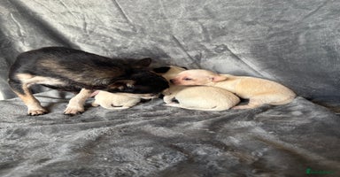 Chihuahua dogs - Advert 3
