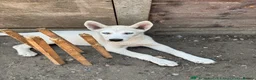 Siberian Husky dogs for sale: Siberian Husky  in London - Advert 3