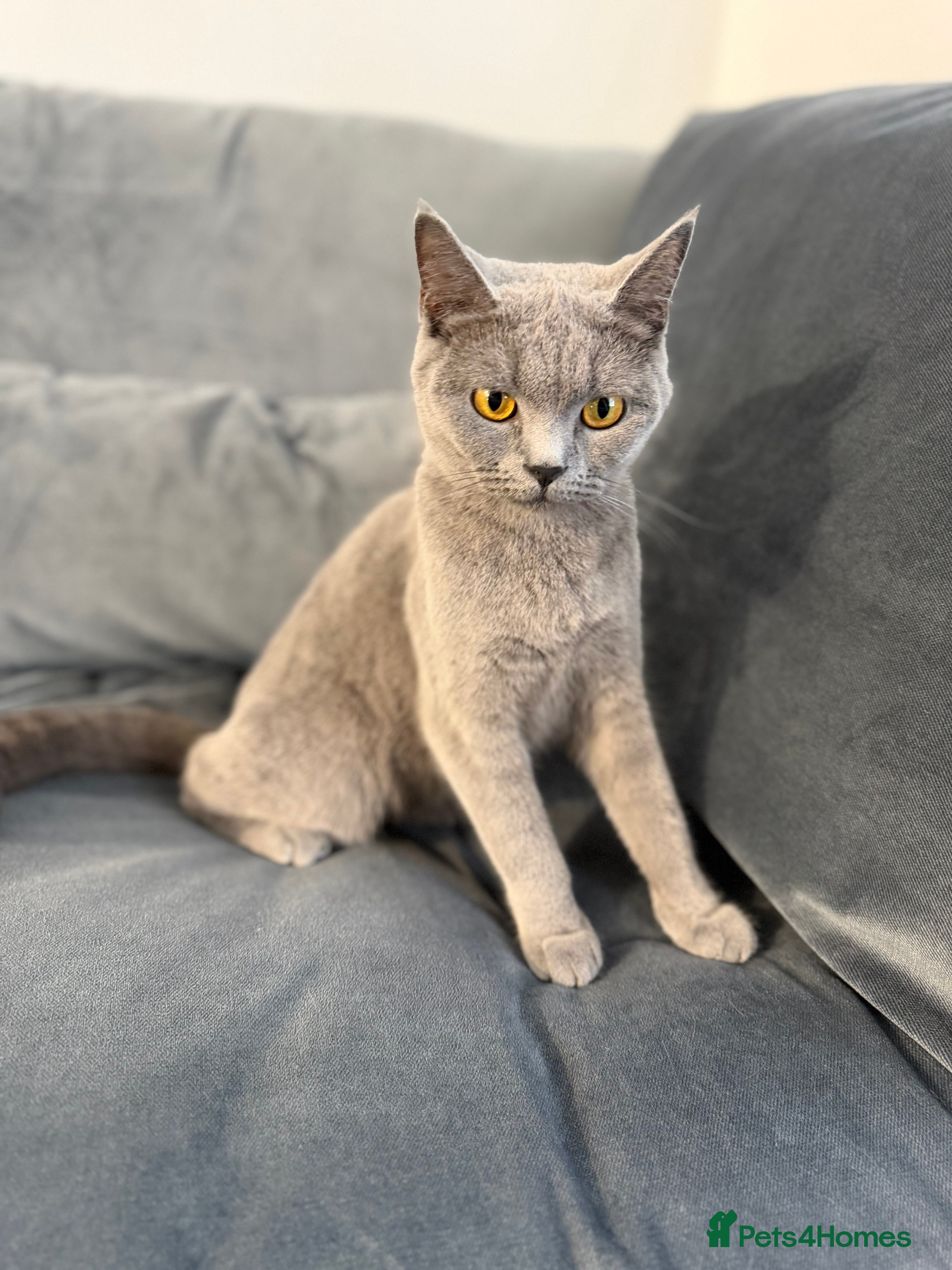 British Shorthair cats British shorthair blue kittens ready today!  - Advert 1