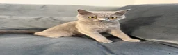 British Shorthair cats for sale: British shorthair blue kittens ready today!  in Hatfield - Advert 1
