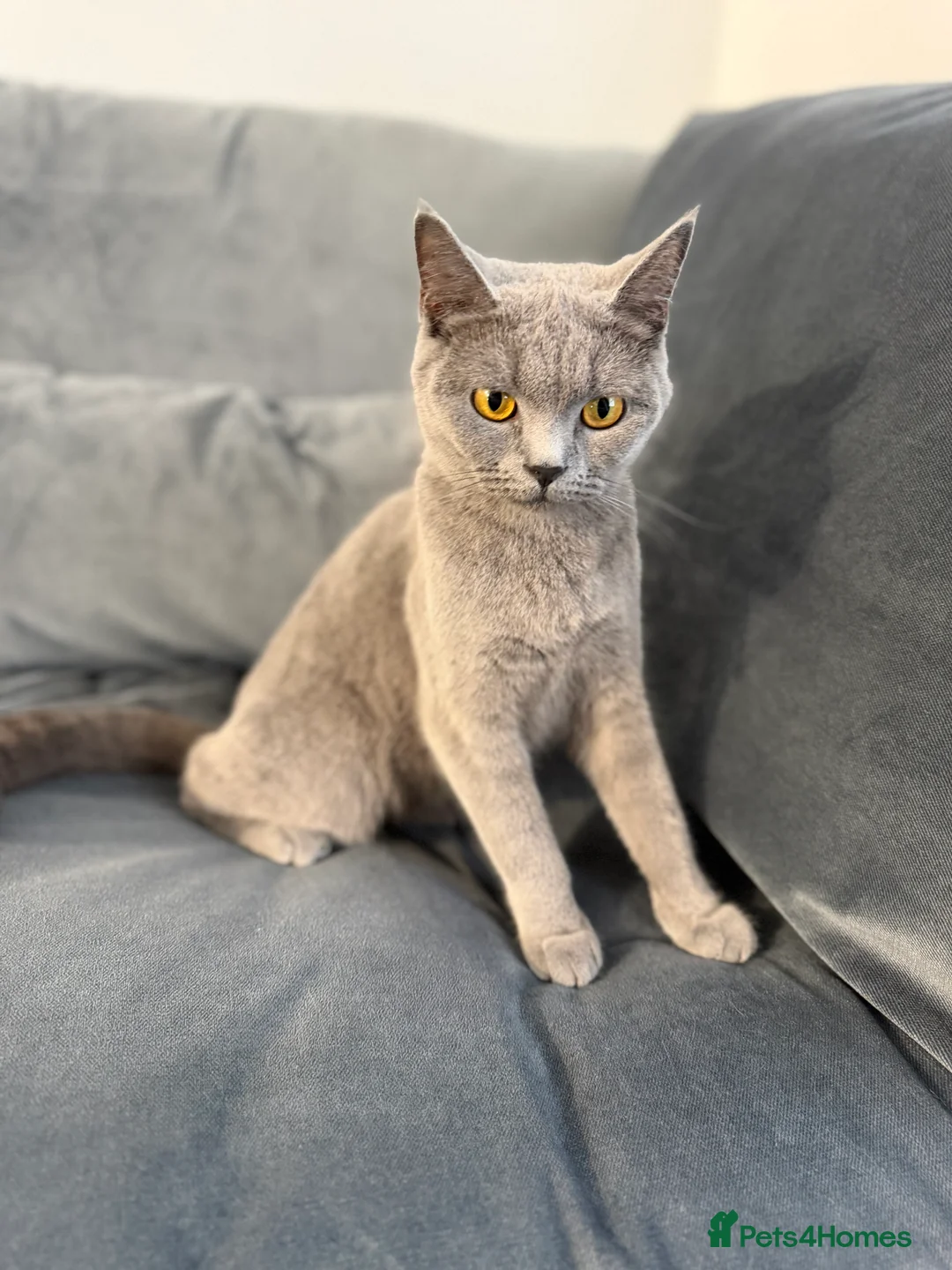British Shorthair cats for sale: British shorthair blue kittens ready today!  in Hatfield - Advert 1