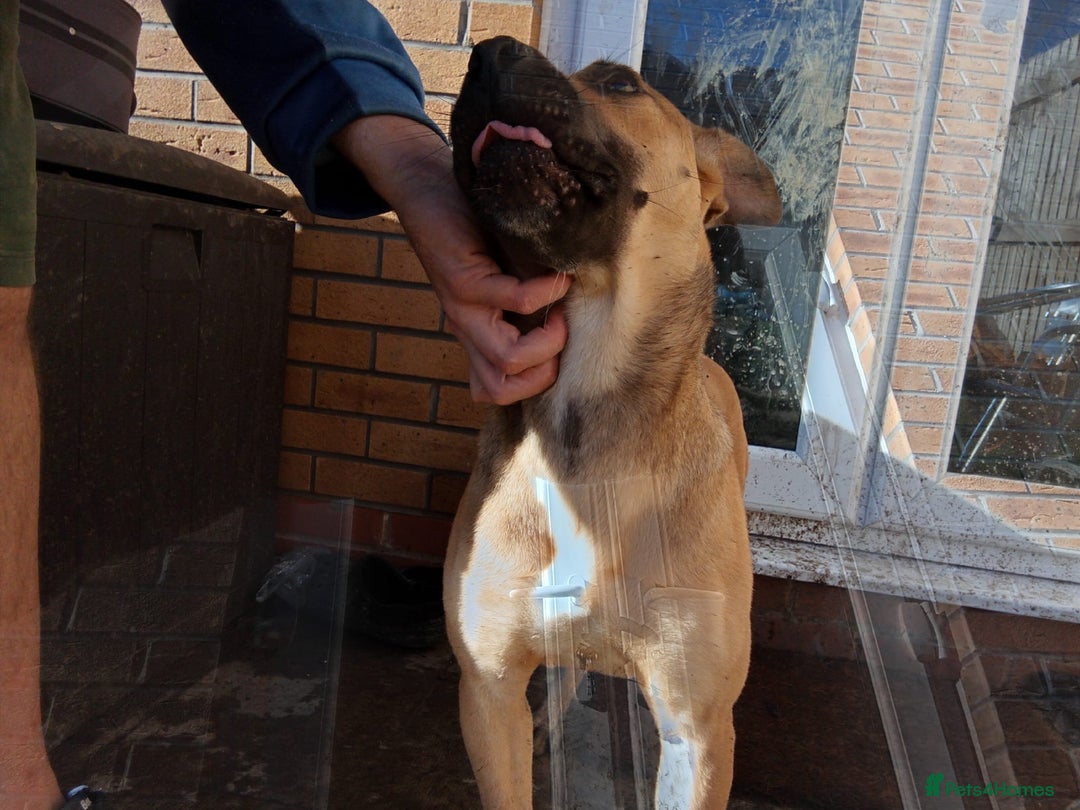 Mixed Breed dogs for sale: Female boerboel x presa canario - Image 2