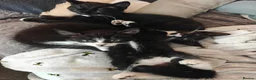Mixed Breed cats for sale: Adorable kittens - Advert 20