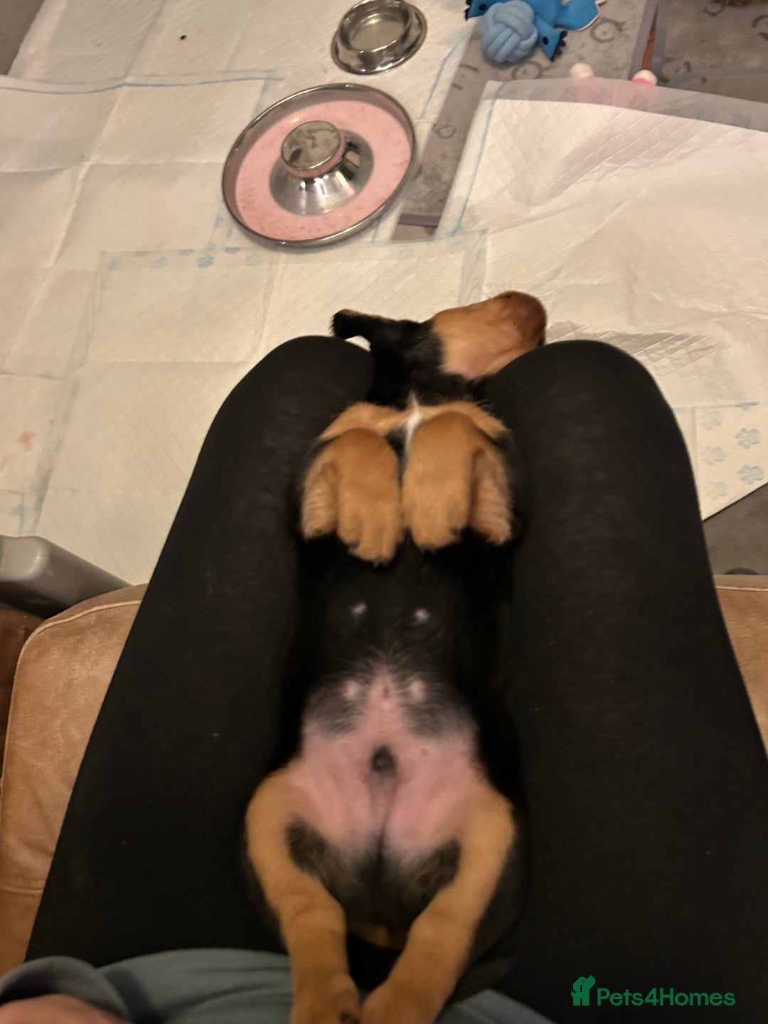 Mixed Breed dogs for sale: Jack weenier’s   - Advert 7