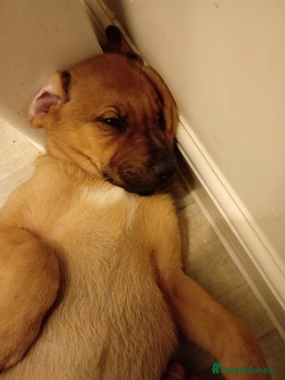 Mixed Breed dogs for sale: Female German shepherd x staffy pup - Advert 5