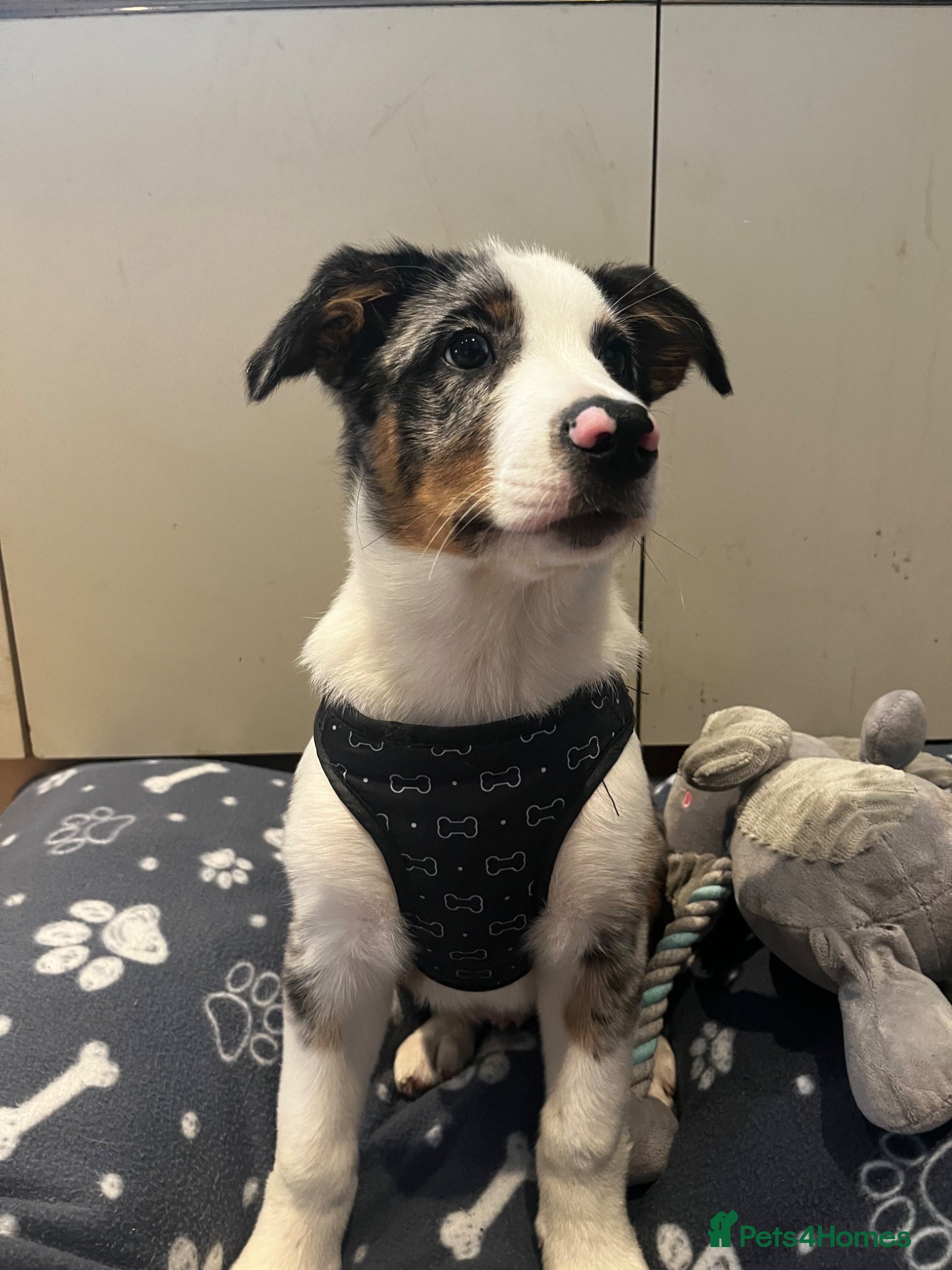 Border Collie dogs for sale: beautiful blue merle last boy left  - Advert 4