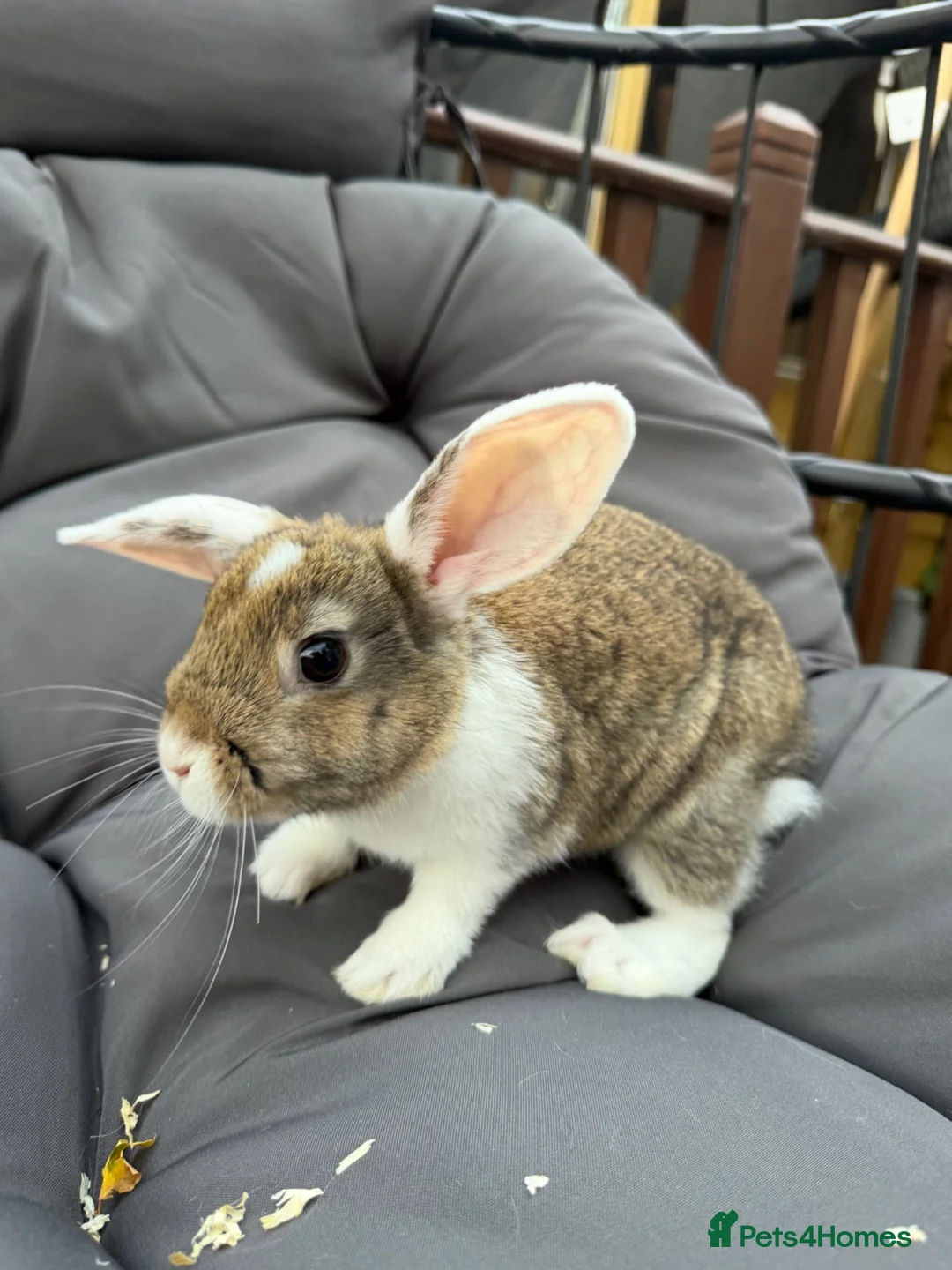Dwarf Lop rabbits for sale: 8 week old lop kits - Advert 12