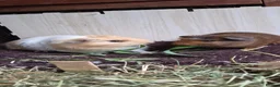 Guinea Pig rodents for sale: Bond boys ready go  - Advert 10