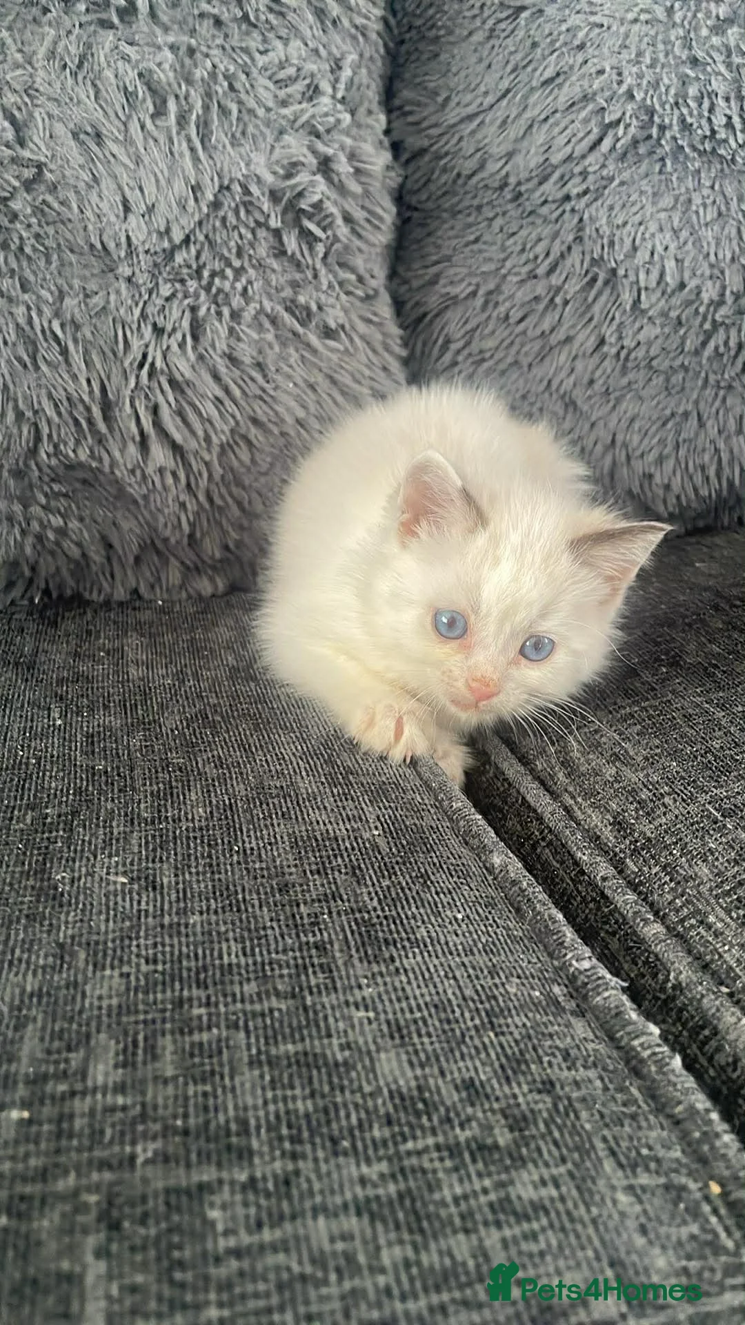 Ragdoll cats for sale: Kiitten for sale  - Advert 2