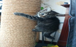 Mixed Breed cats for sale: Ragdoll (mum) X Tabby (dad) - blue eyes ! - Image 3