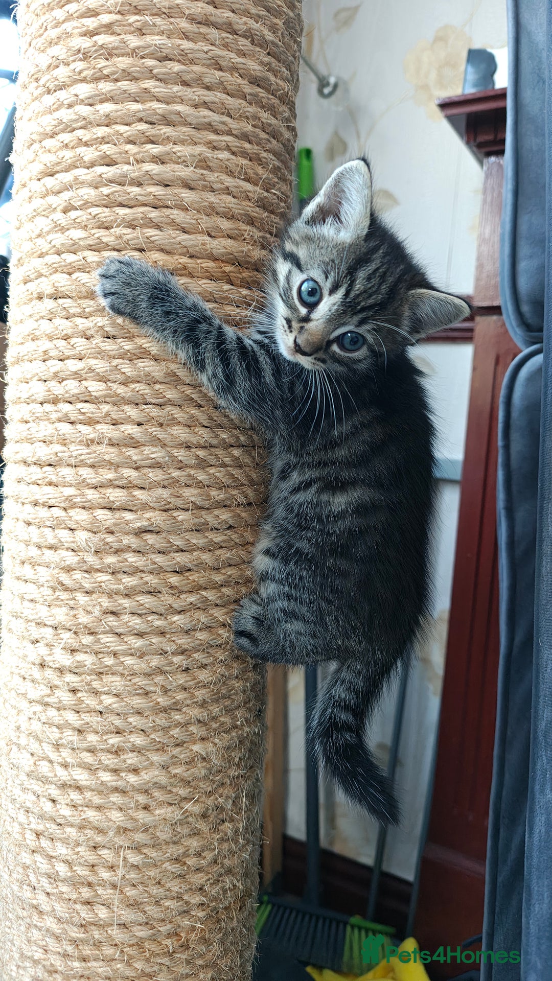 Mixed Breed cats for sale: Ragdoll (mum) X Tabby (dad) - blue eyes ! - Image 3