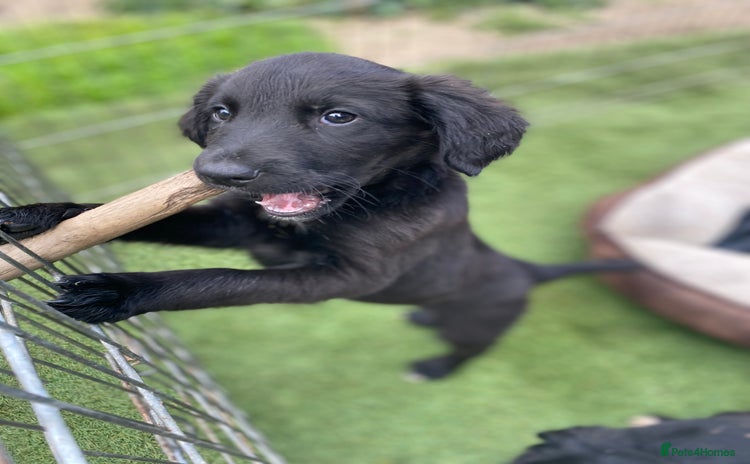 Mixed Breed dogs - Advert 13