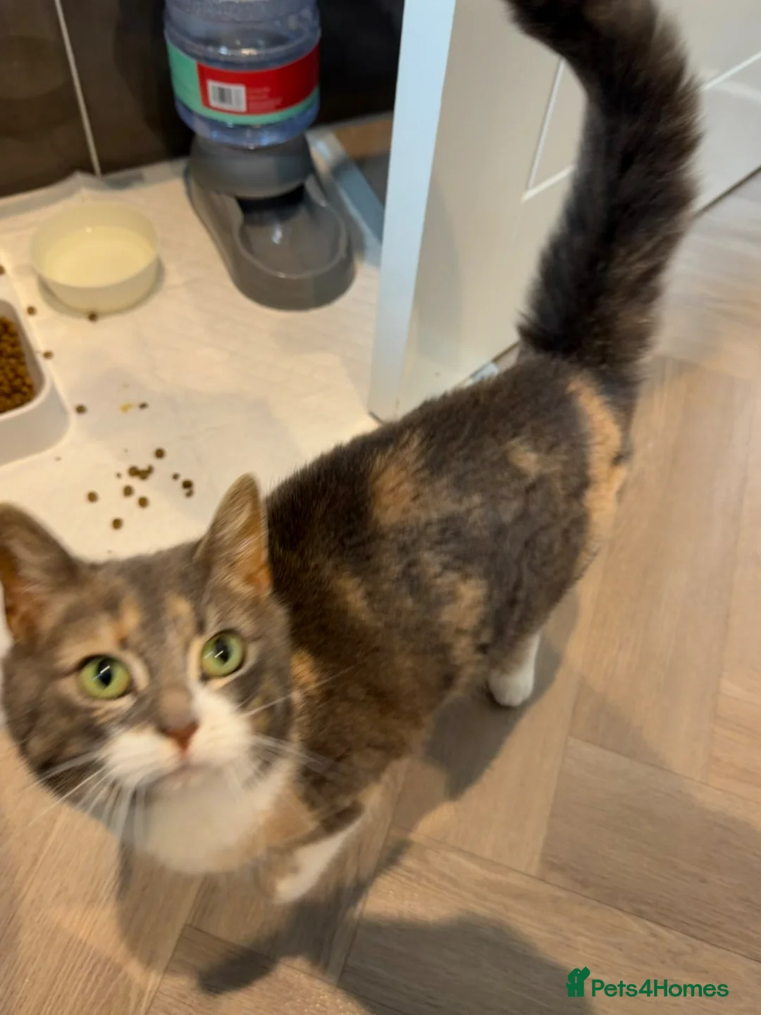 British Shorthair cats for sale: British shorthair kittens  - Advert 1