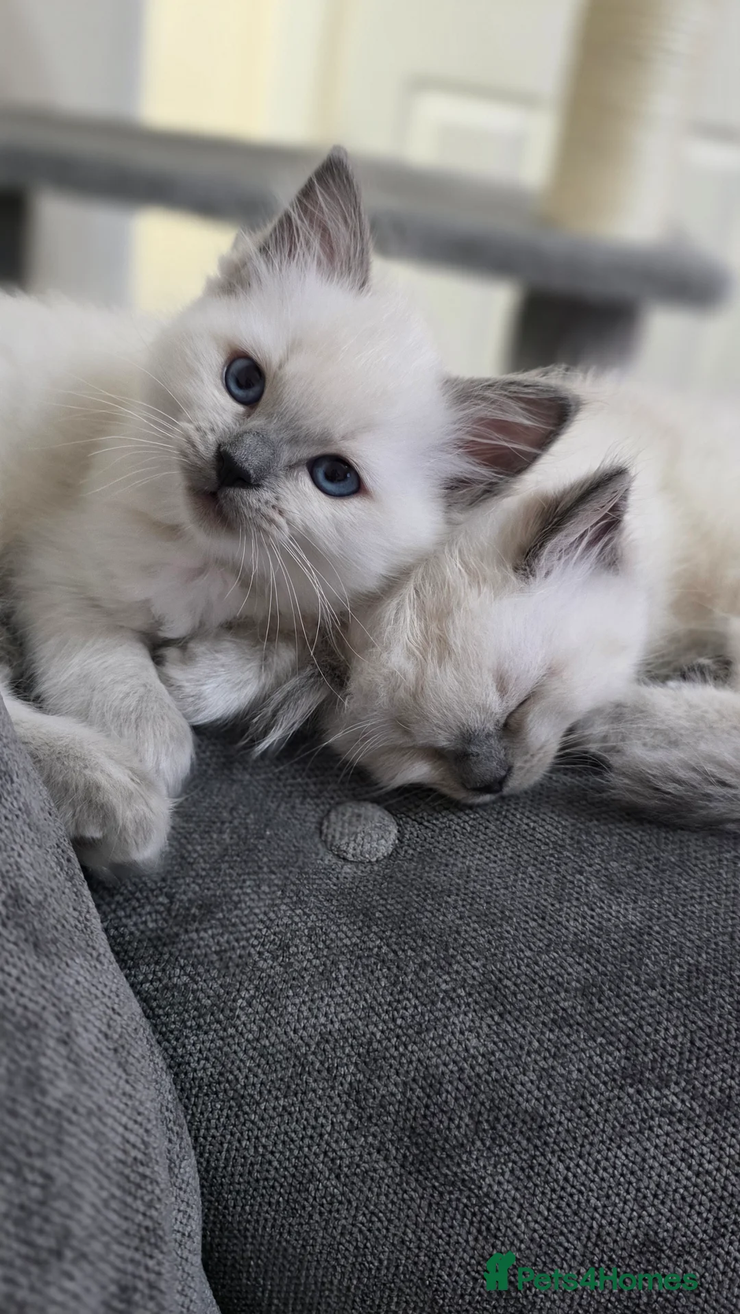 Ragdoll cats for sale: Blue point Ragdoll kittens for sale  - Advert 4