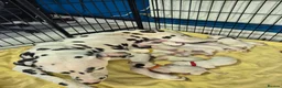 Dalmatian dogs for sale: Litter of pure Dalmatian puppies - Advert 7