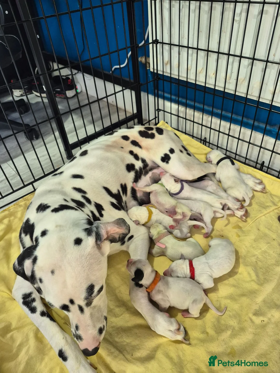 Dalmatian dogs for sale: Litter of pure Dalmatian puppies - Advert 7