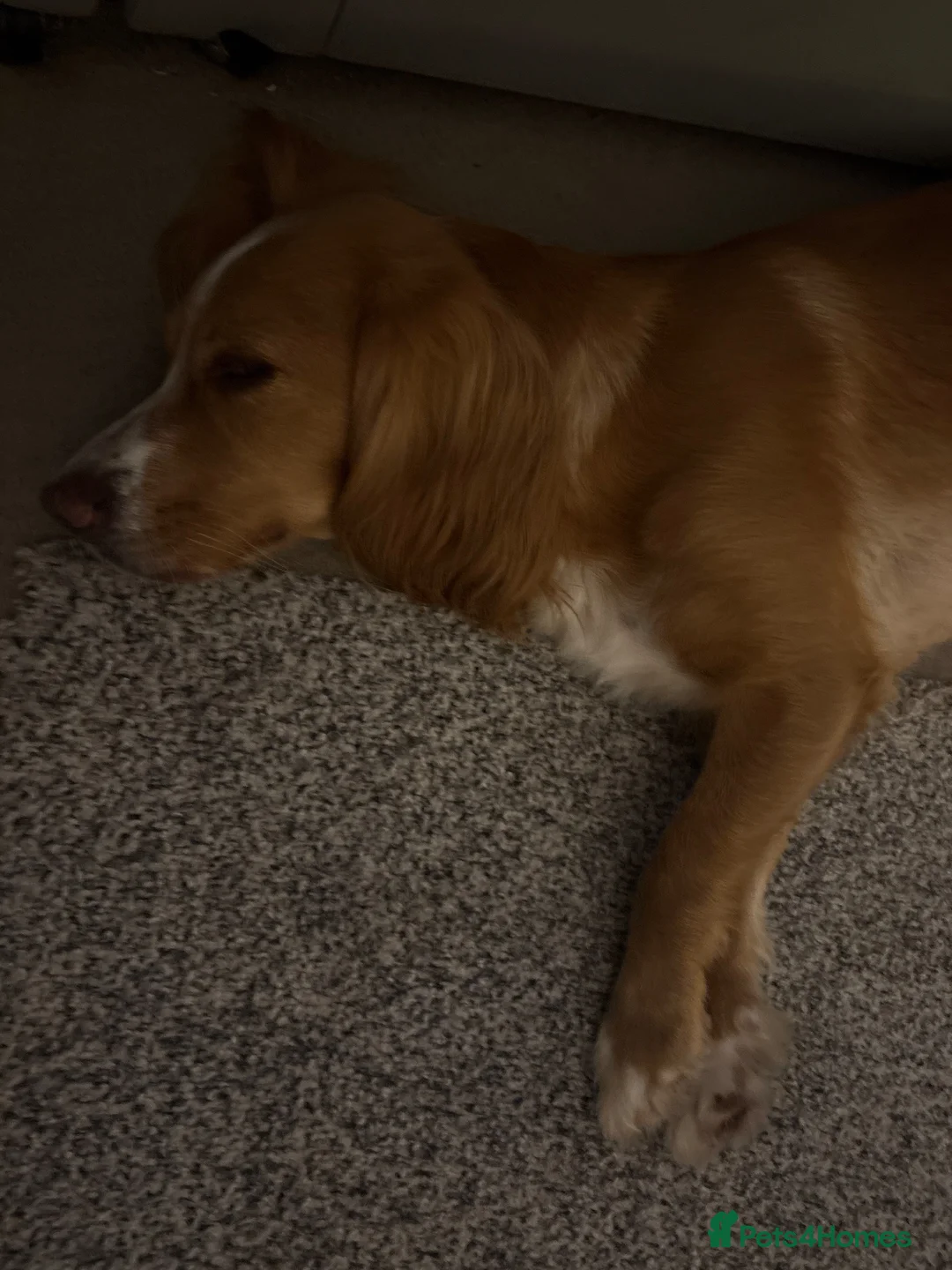 Sprocker dogs for sale: Sprocker puppies  - Advert 9