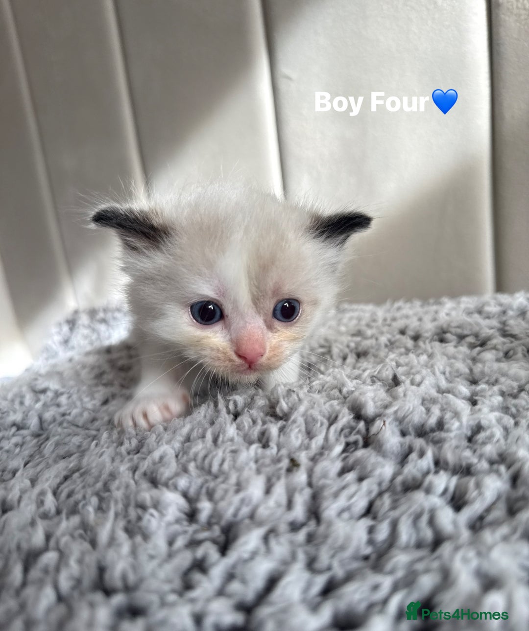 Ragdoll cats for sale: Five Beautiful Pure Breed Ragdoll Kittens🤍 - Image 25