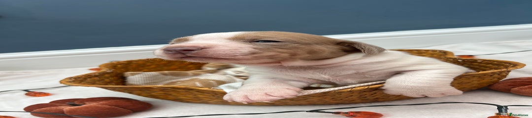 Mixed Breed Puppy 6