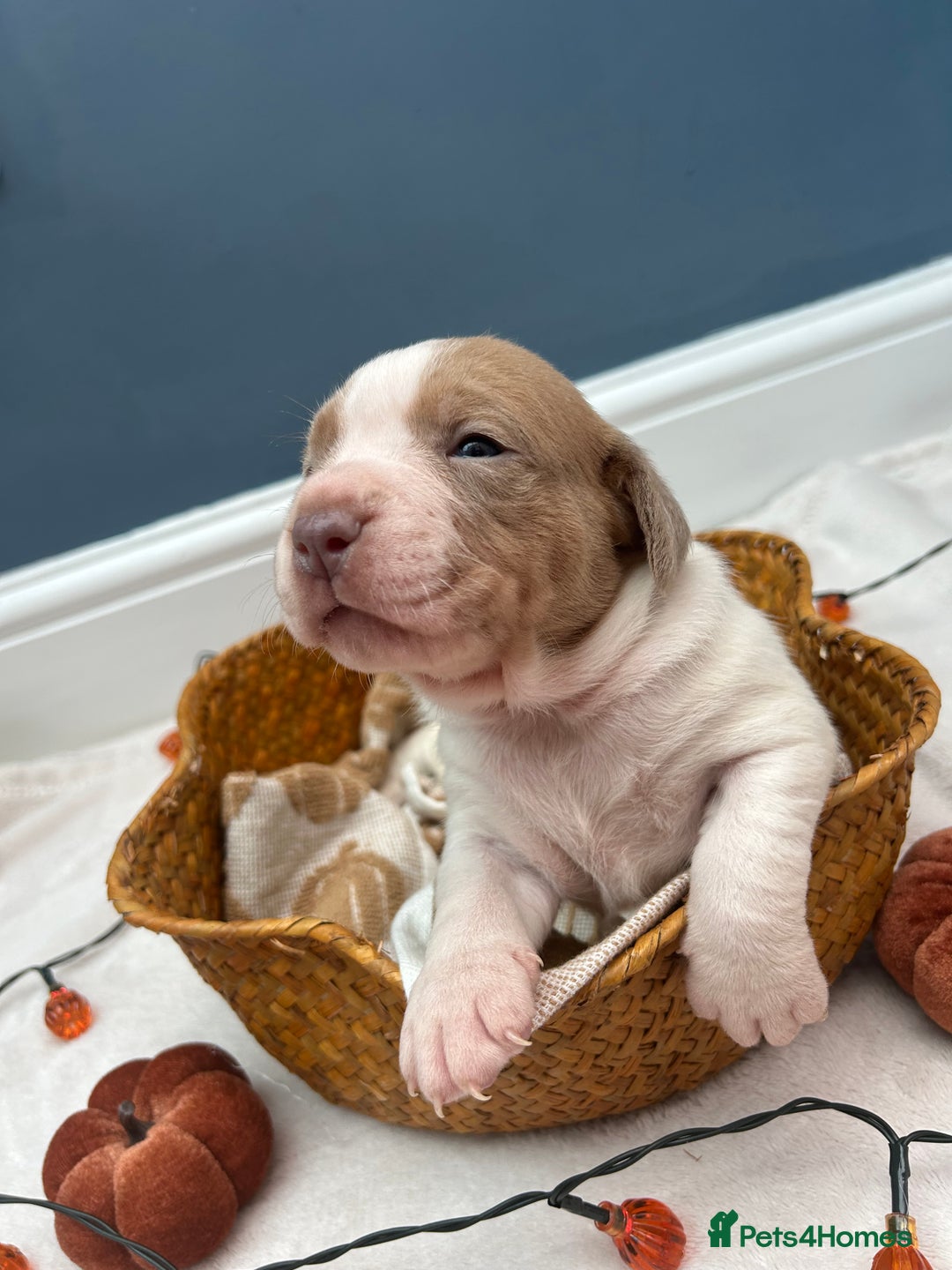 Mixed Breed dogs for sale: 6 beautiful puppies  - Image 8