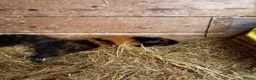 Guinea Pig rodents for sale: Teddy boys  - Advert 10