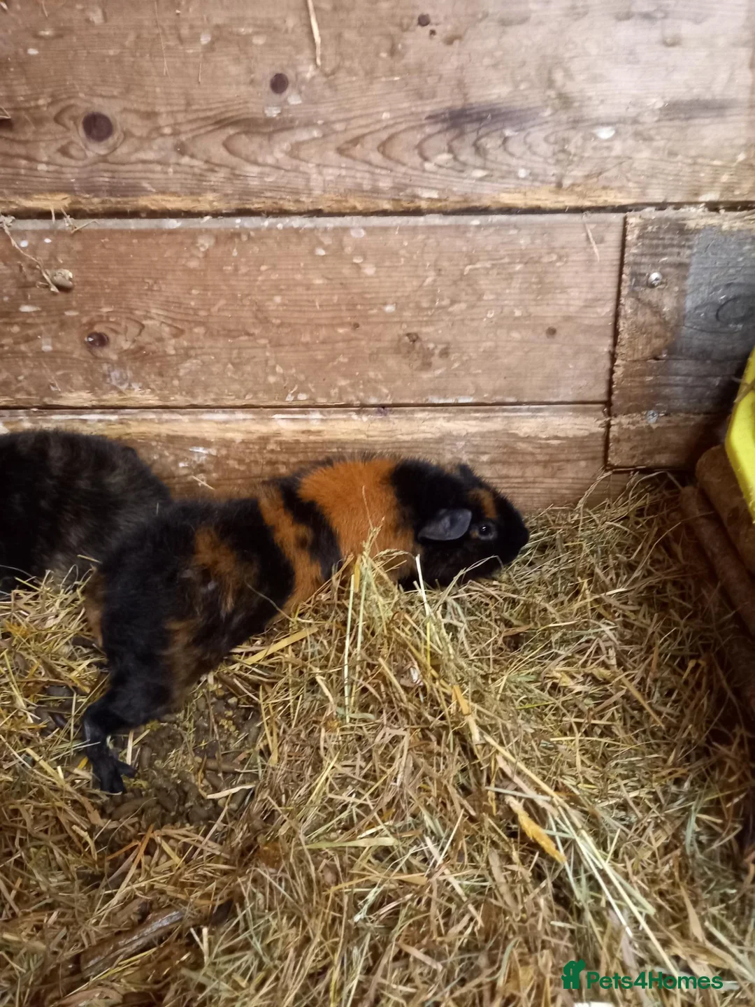 Guinea Pig rodents for sale: Teddy boys  - Advert 10