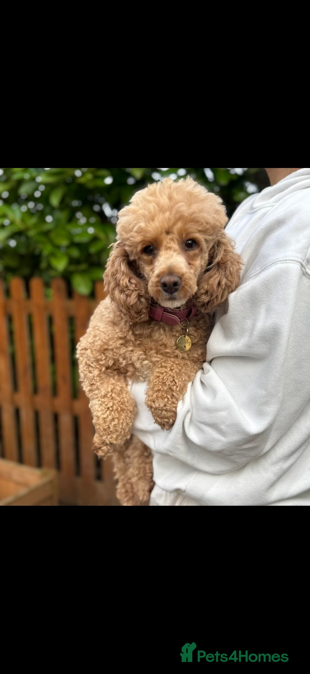 Toy Poodle dogs for sale: Fully house trained toy poodle  - Advert 2